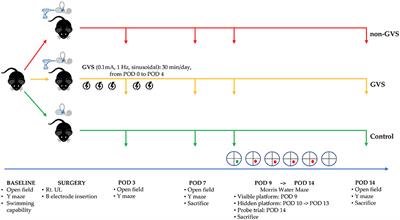 Galvanic Vestibular Stimulation Improves Spatial Cognition After Unilateral Labyrinthectomy in Mice